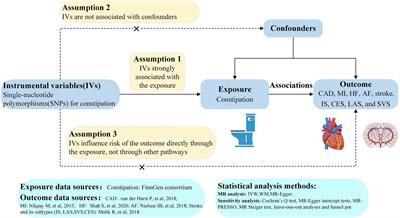 Constipation and cardiovascular disease: A two-sample Mendelian randomization analysis
